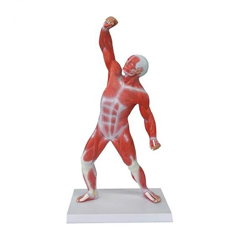 Best Selling Medical Teaching Anatomical Model 85cm Human Body Muscles