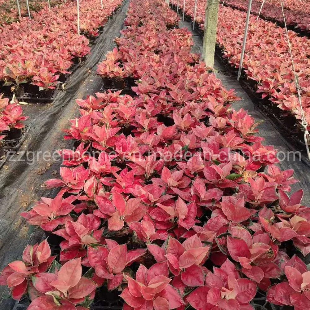 Real Natural Plants Ornamental Dongfang Red Aglaonema