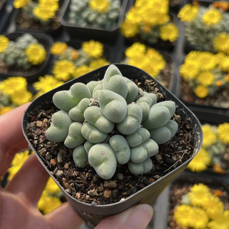 Dudu rara Mini vivero Conophytum Bilobum 5-20Natural de la cabeza de la planta suculenta en vivo