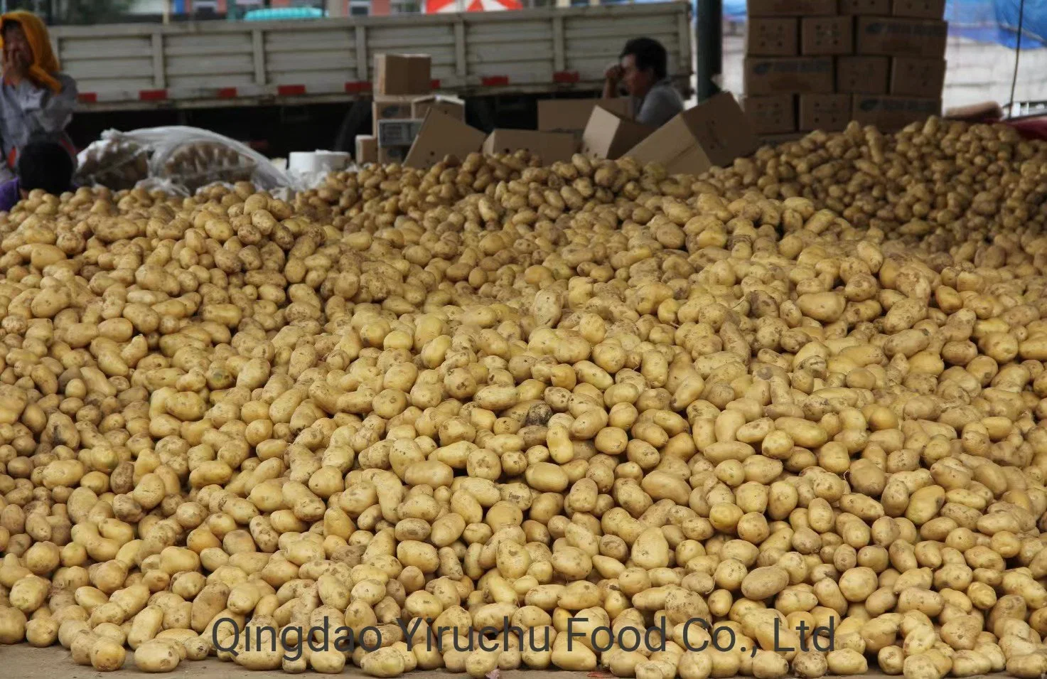 New Crop Fresh Holland Sweet Frozen Potato From China