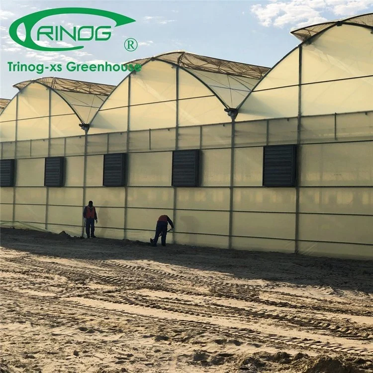 Professional Plastic Film Multi-span Greenhouses with Indoor Hydroponic System