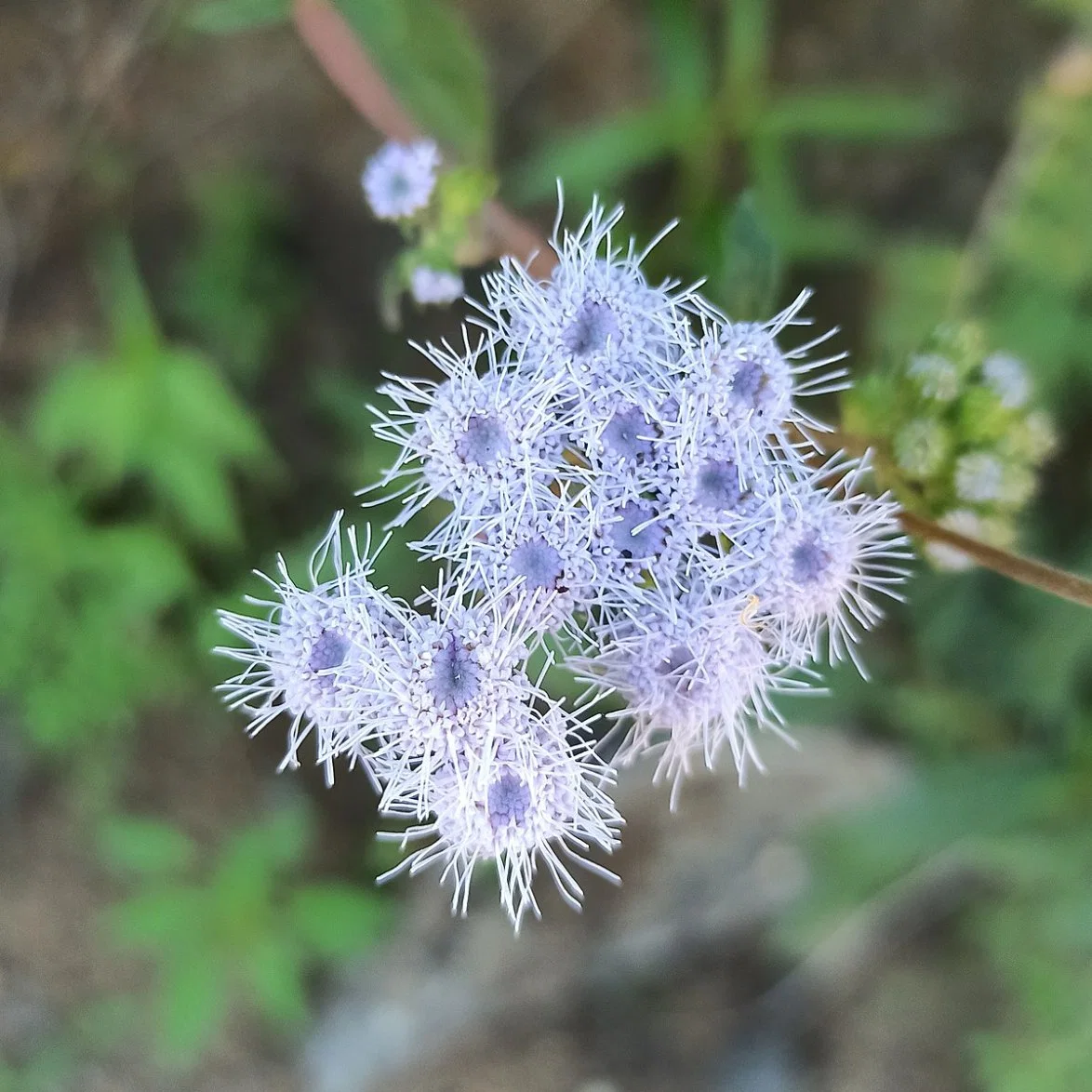 Ageratum Conyzoides Seeds Billygoat Weed Seeds