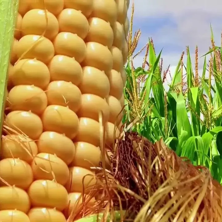 55% пищевых сортов кукурузы сироп высокого фруктоза кукурузы сироп