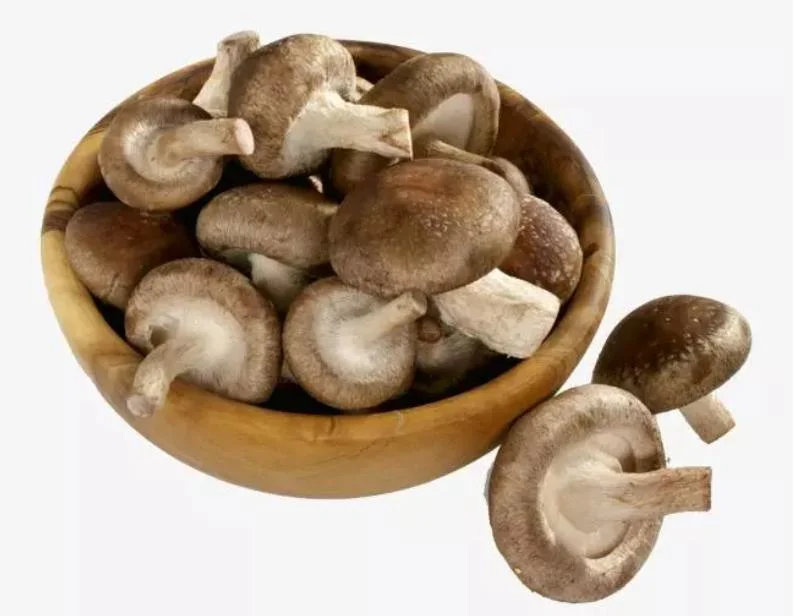 Горячая продажа опытных грибов шитаке консервов бамбуковые побеги консервированных грибов Porcini продукта