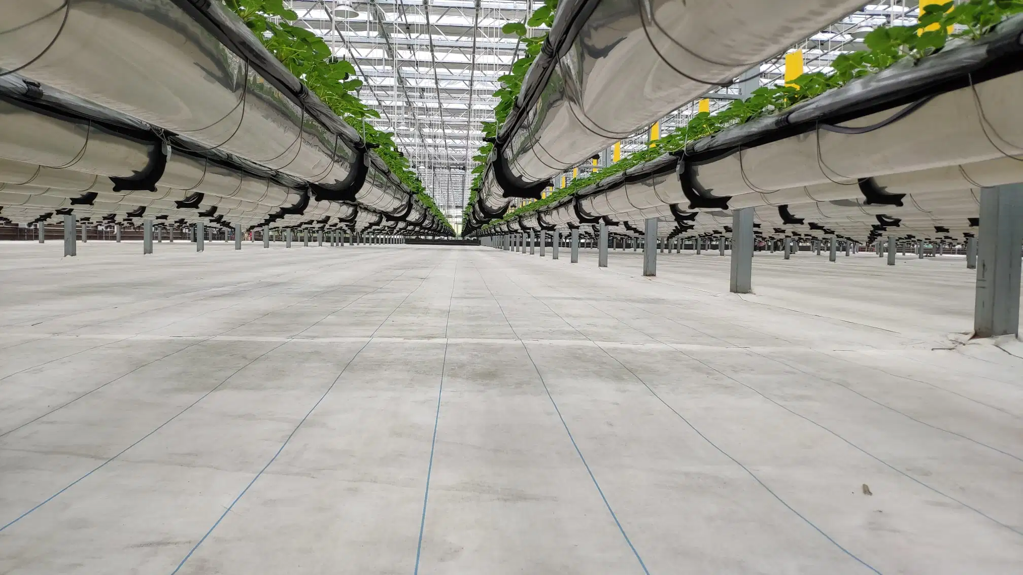 La agricultura moderna Multi-Span de efecto invernadero de cristal personalizado con el sistema de cultivo hidropónico sistema de riego de hortalizas Frutas Flores lechuga