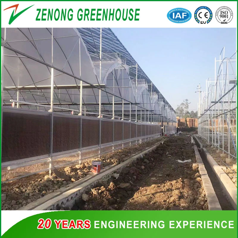 Chinese Greenhouse Manufacturer Fabricated Poly-Tunnel Poly Film Greenhouse with Wet Pad and Fans for All Season Vegetable Culture