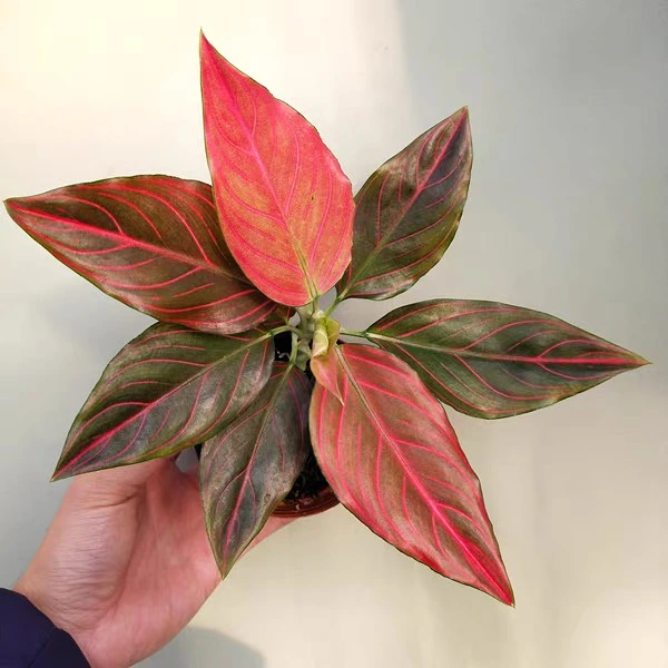 Mayorista/Proveedor de plantas reales Aglaonema vena roja