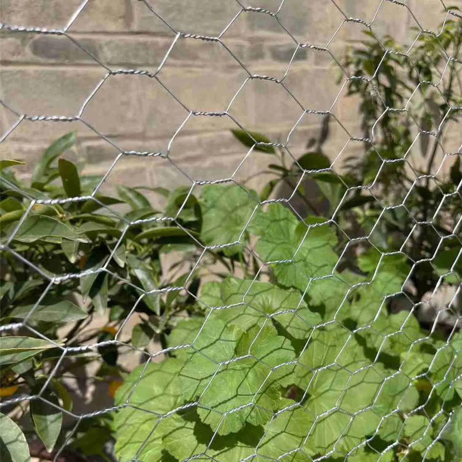 La fabricación de equipos avanzados de malla de alambre de hierro galvanizado recubierto de PVC /de malla de alambre hexagonal