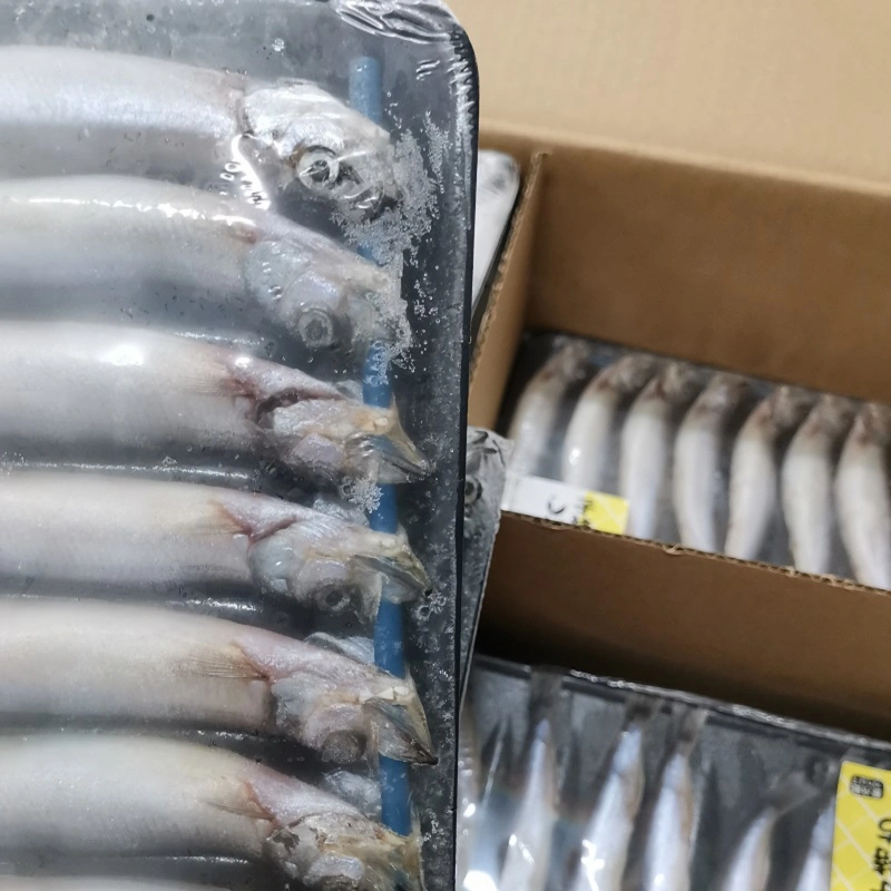 Novo peixe de capelim congelado/Shishamo para venda IQF capelin Bqf Para Singapura