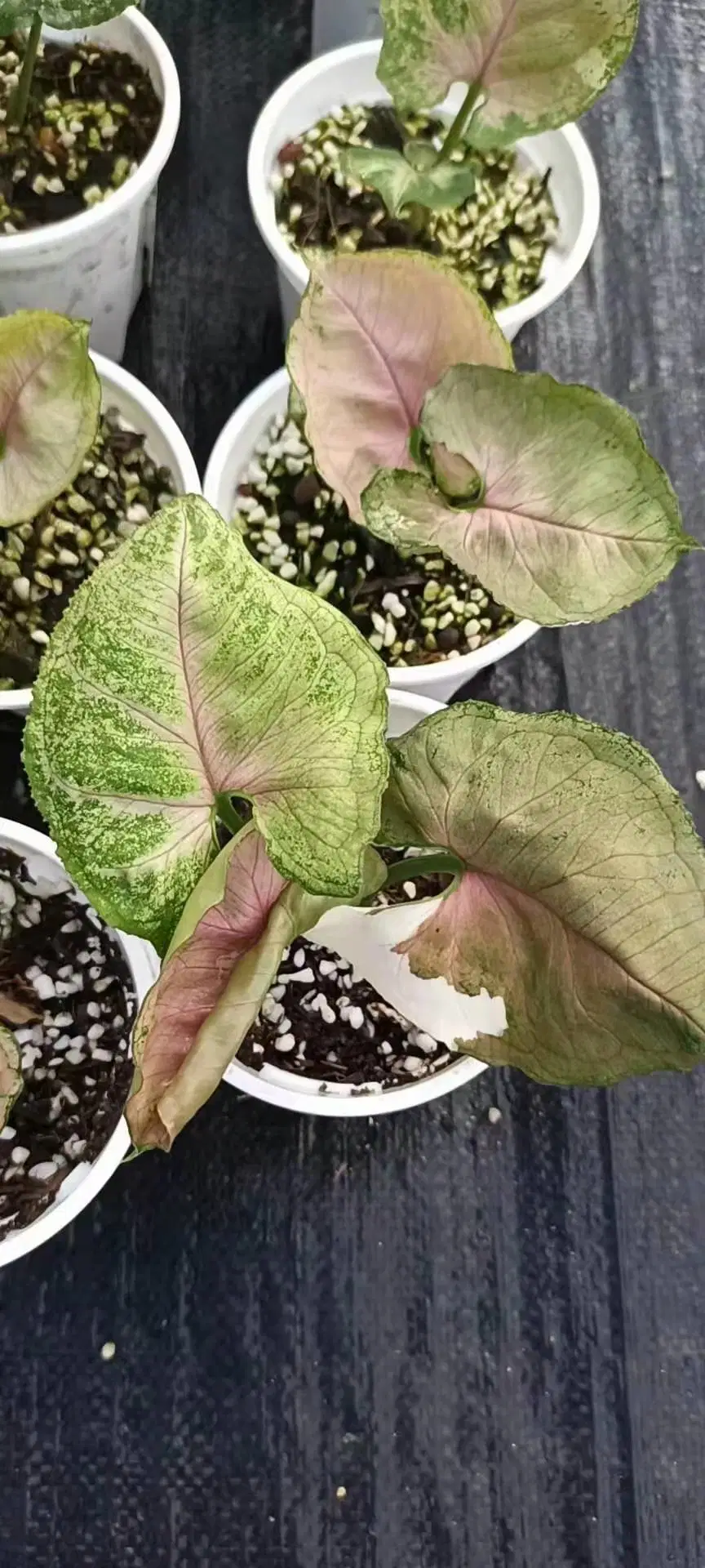 Variegated Rare Plants Syngonium Strawberry Ice