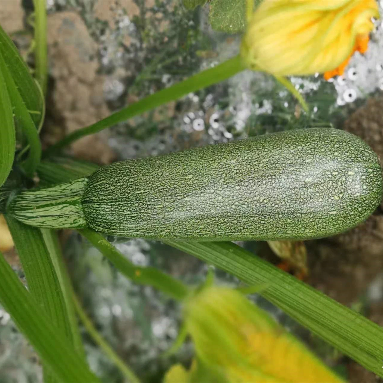 Fairy Valley New Breed Hybrid F1 Black Peel Summer Squash Seeds Zucchini Seeds for Growing- Dark Green Jade No. 1