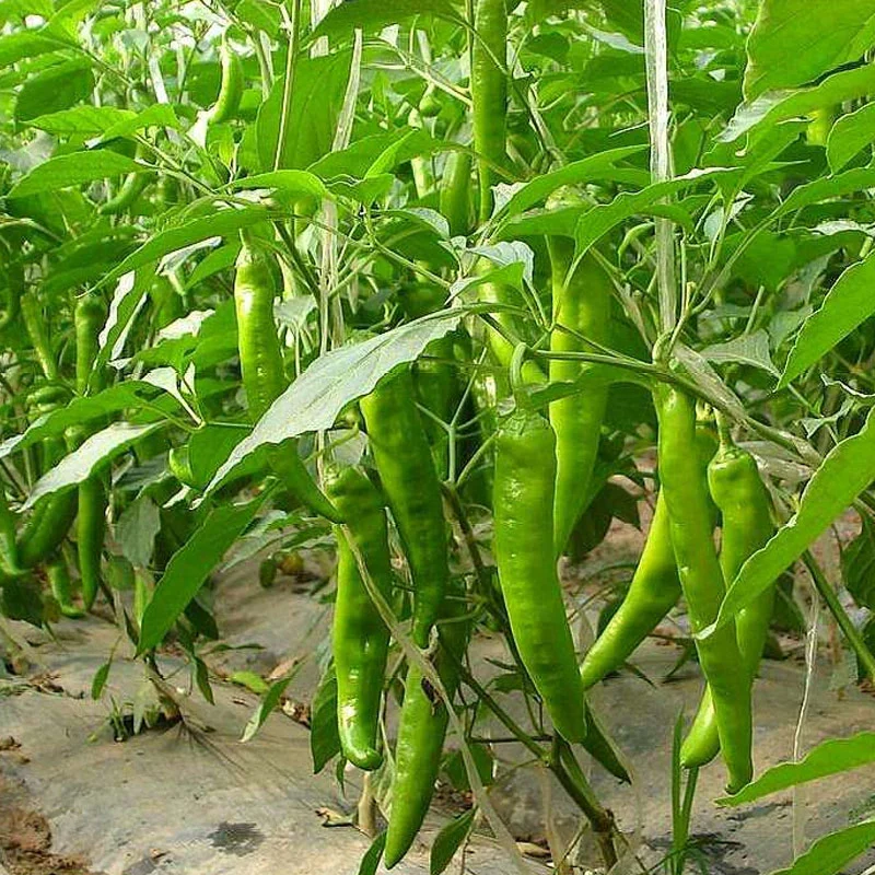 Jardín agrícola comercial sistema hidropónico Aeroponic galvanización en caliente y policarbonato de materiales de construcción la Casa Verde de la fresa y cereza/pepino/.