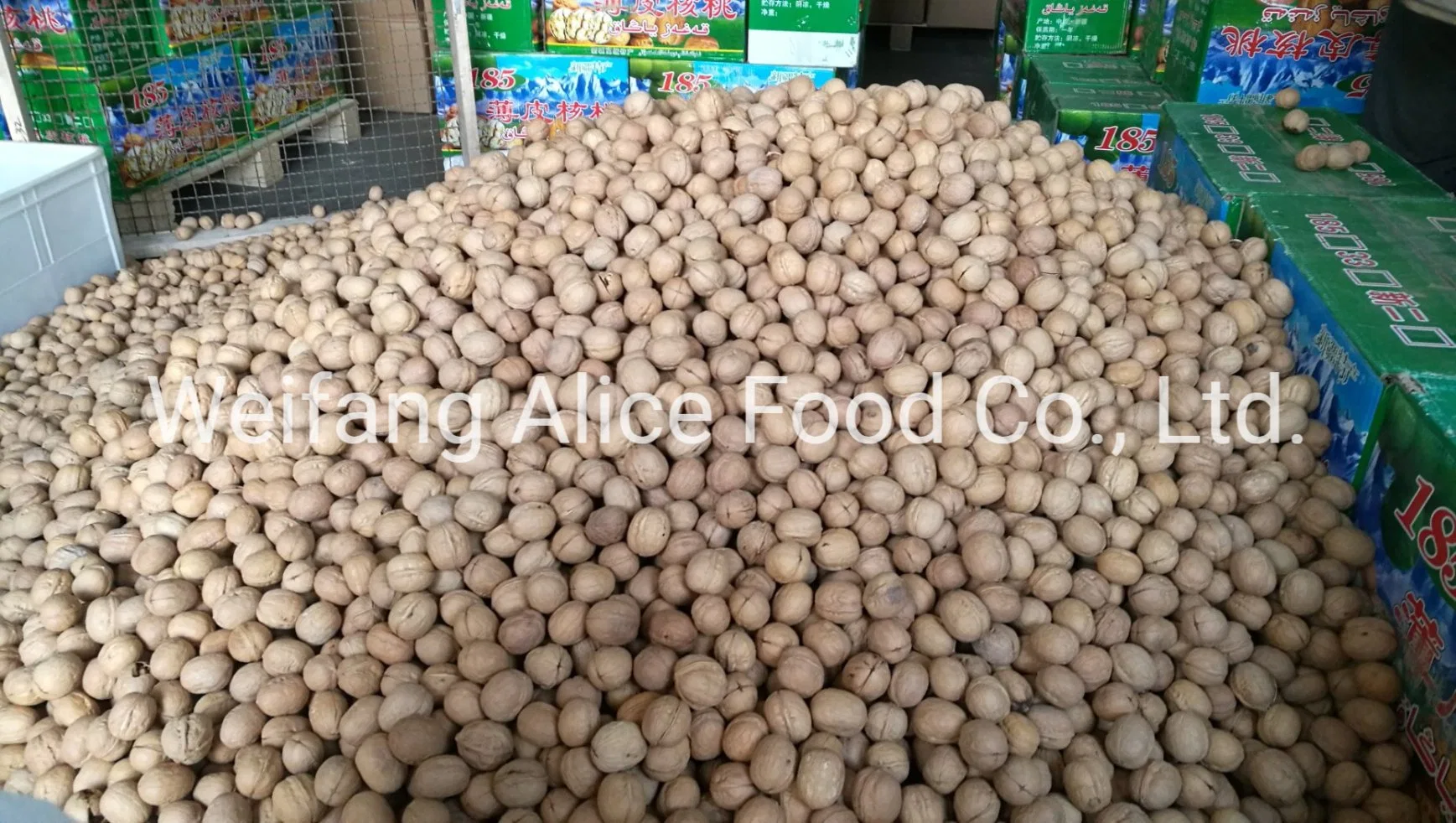 Wholesale/Supplier Xinjiang Walnut Price Cheap Walnut in Shell