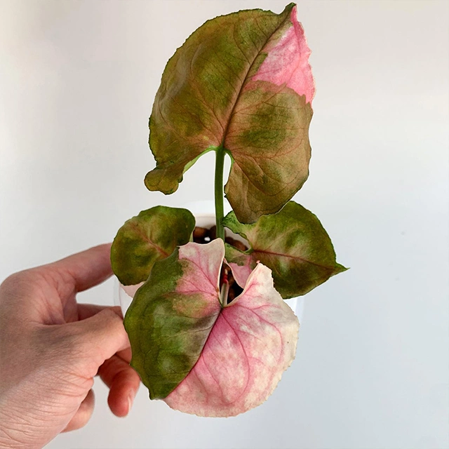 Variegated Rare Plants Syngonium Strawberry Ice