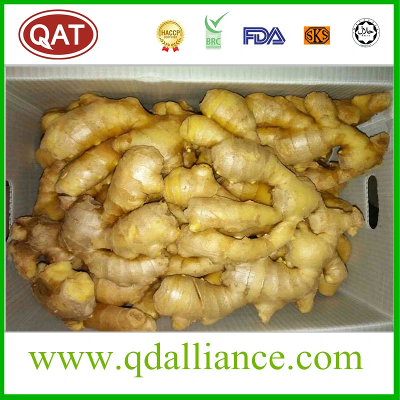 2021 Chinese Fresh Ginger Fat Yellow Ginger Size 150g/250g/350g with Top Quality