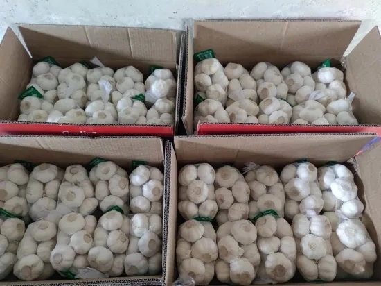 Mesh Bag Packing 5-7cm Normal Pure Red Fresh Garlic