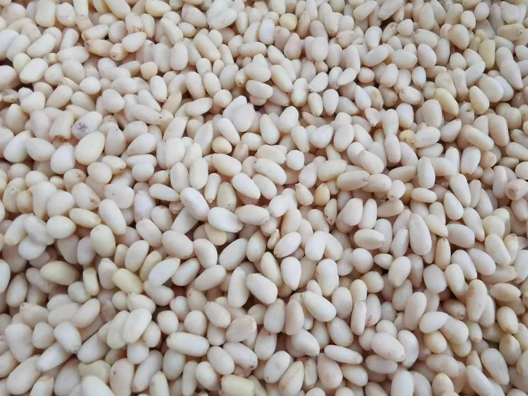 500 G 1 Kg 2 Kg OEM Healthy Raw Nuts Pine Nut Kernel 1500 Pieces