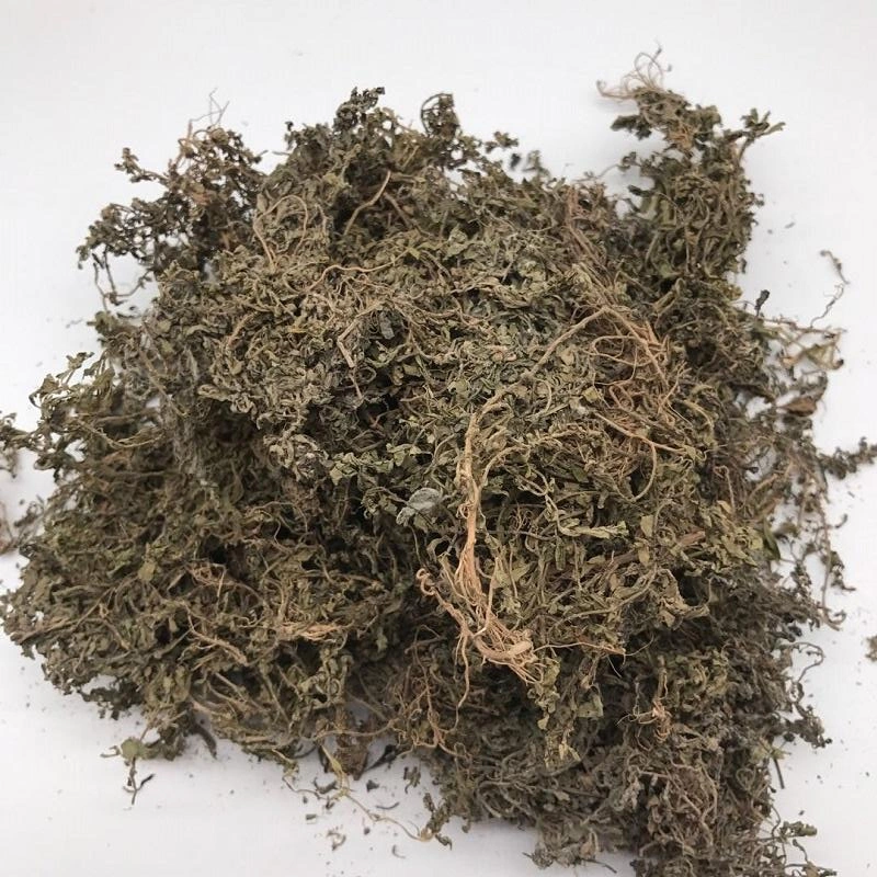 E Bu Shi Cao 100% Medicina Natural de Herba China Centípedos