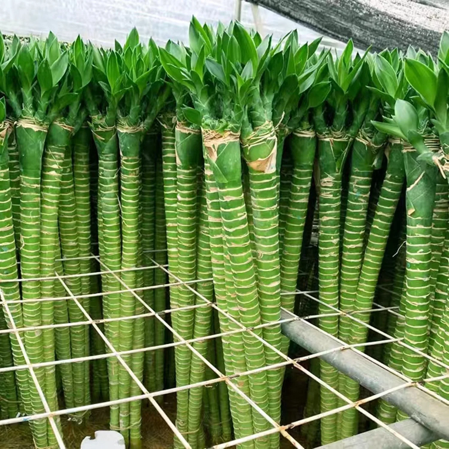 Lotus Lucky Bamboo Fengshui Plant Hydropnic Nursery Green Decorative Wholesale/Supplier