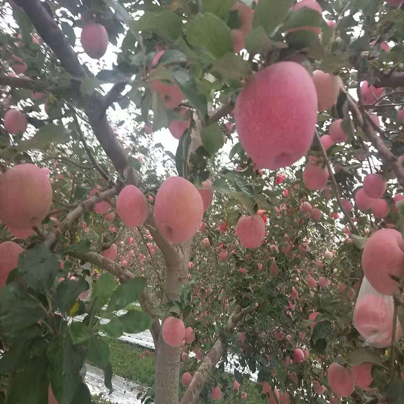 Red Qinguan Apple Fresh Qinguan Apple