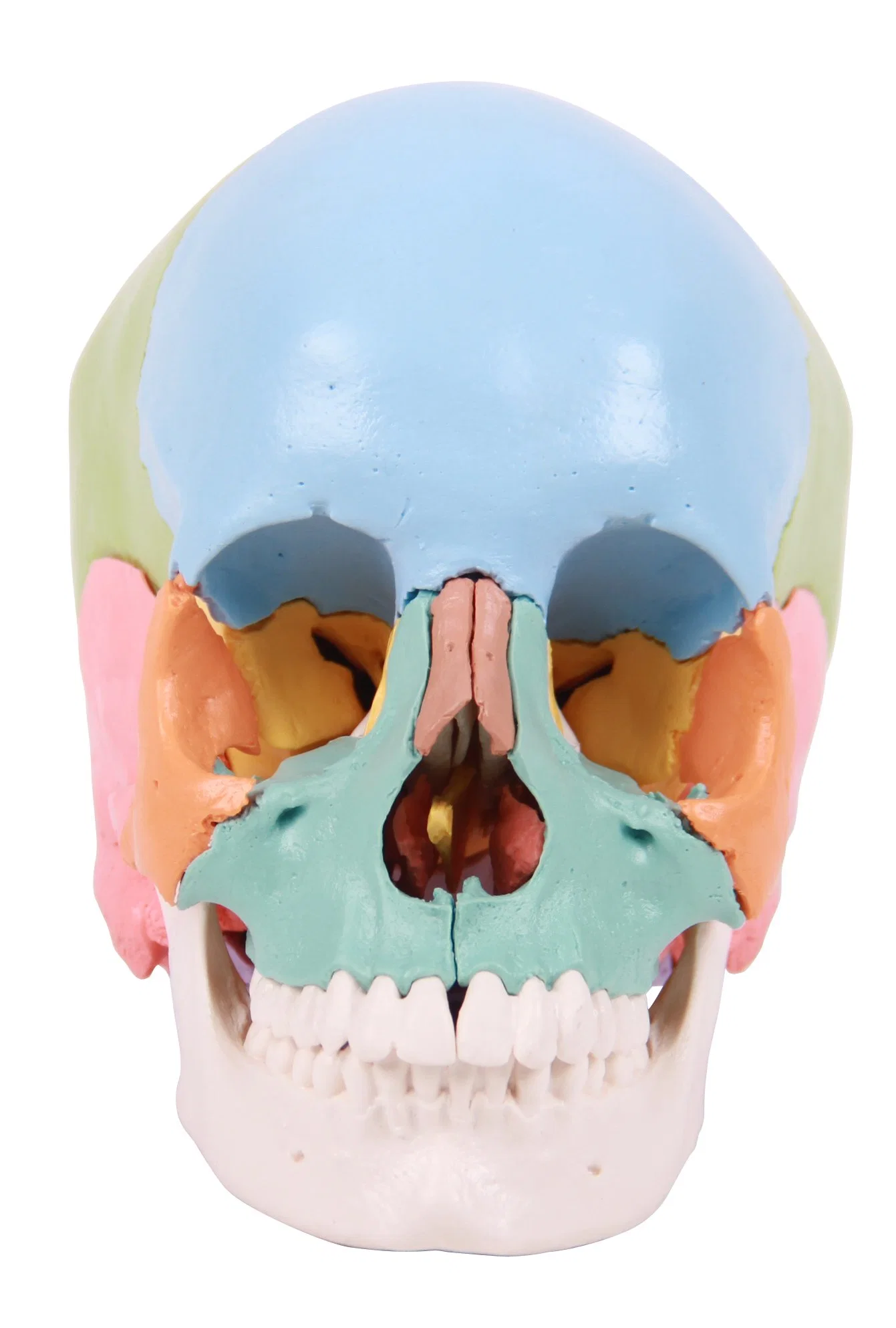 Modelos de laboratorio Versión coloreada Human Beauchene Skull 22 huesos individuales Esqueleto de Enseñanza de Tamaño Natural