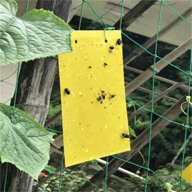 Glue Trap for Fruit Fly Stick Insect