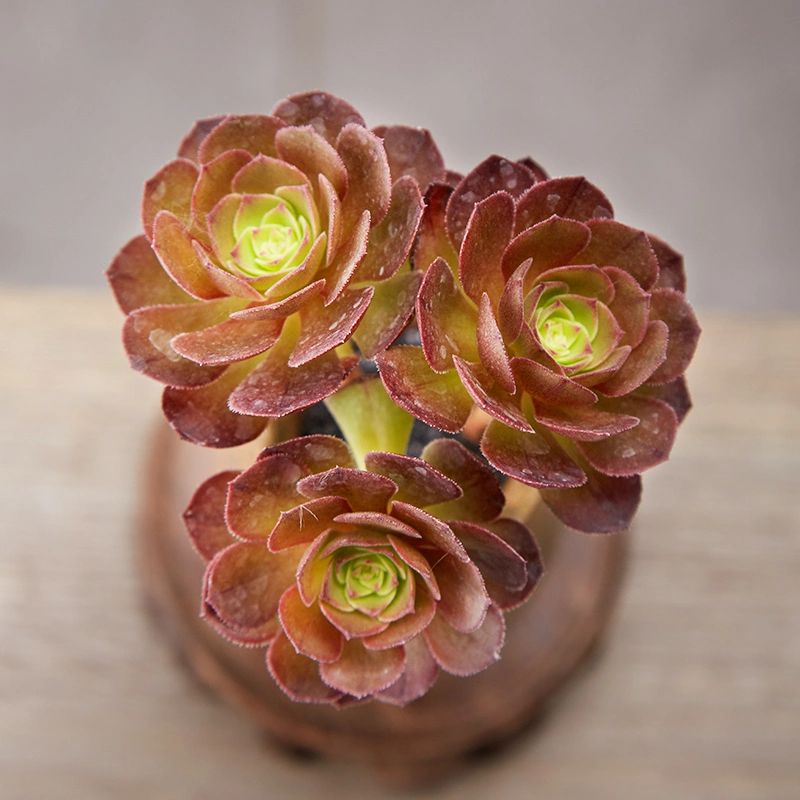 Usine de succulentes Aeonium Halloween des plantes vivantes