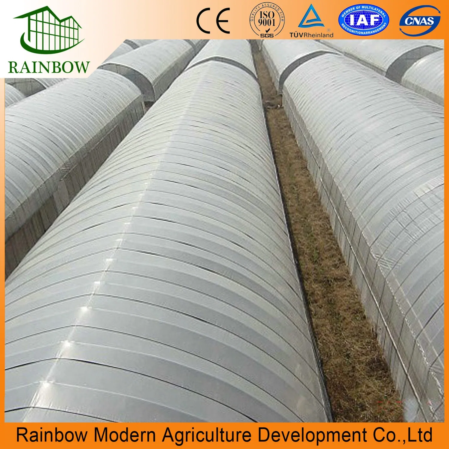 Single Span Tunnel Plastic Film Greenhouse for Vegetable and Flower