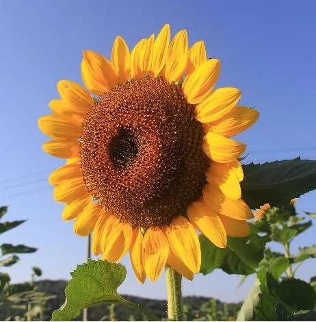 High Yield Nucleus Oil Length Sunflower Seeds Hybrid Sunflower Seeds