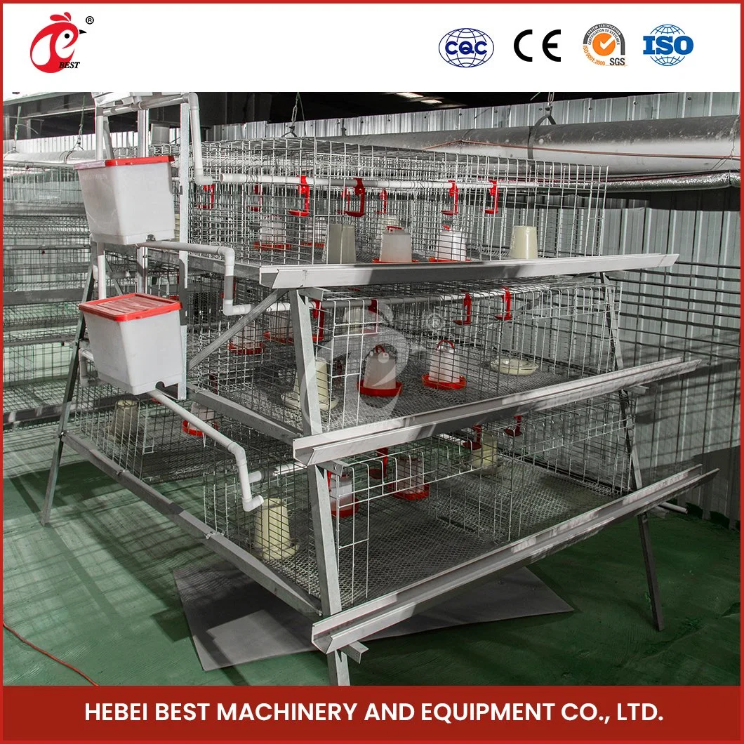 Bestchickencage China Chicken Layer Cage 400 Vögel Lieferant ein Rahmen Automatische Broiler Käfig Probe Verfügbar Harmloses Material Drahtgitter Huhn Käfig