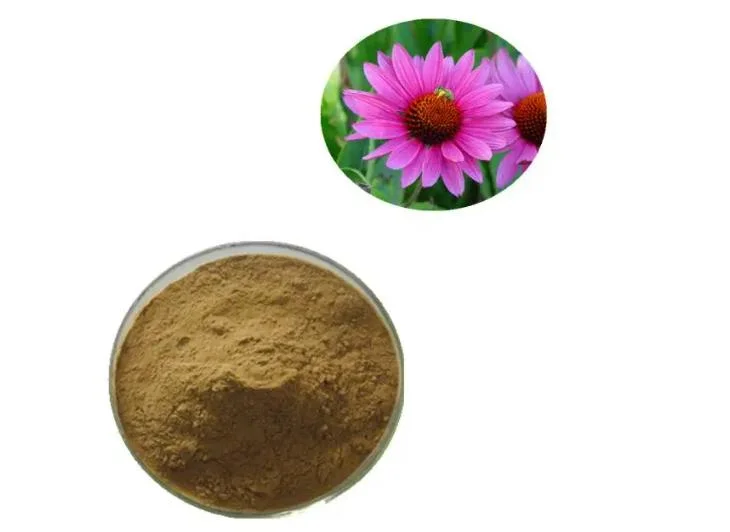 Echinacea Extract Powder with 10% Polyphenols