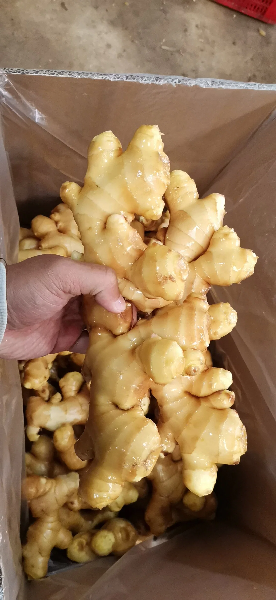 2022 Fresh Yunnan Yellow Ginger 10kg Packaging in a Carton with 40 RF Container Best Quality and Competitive Price