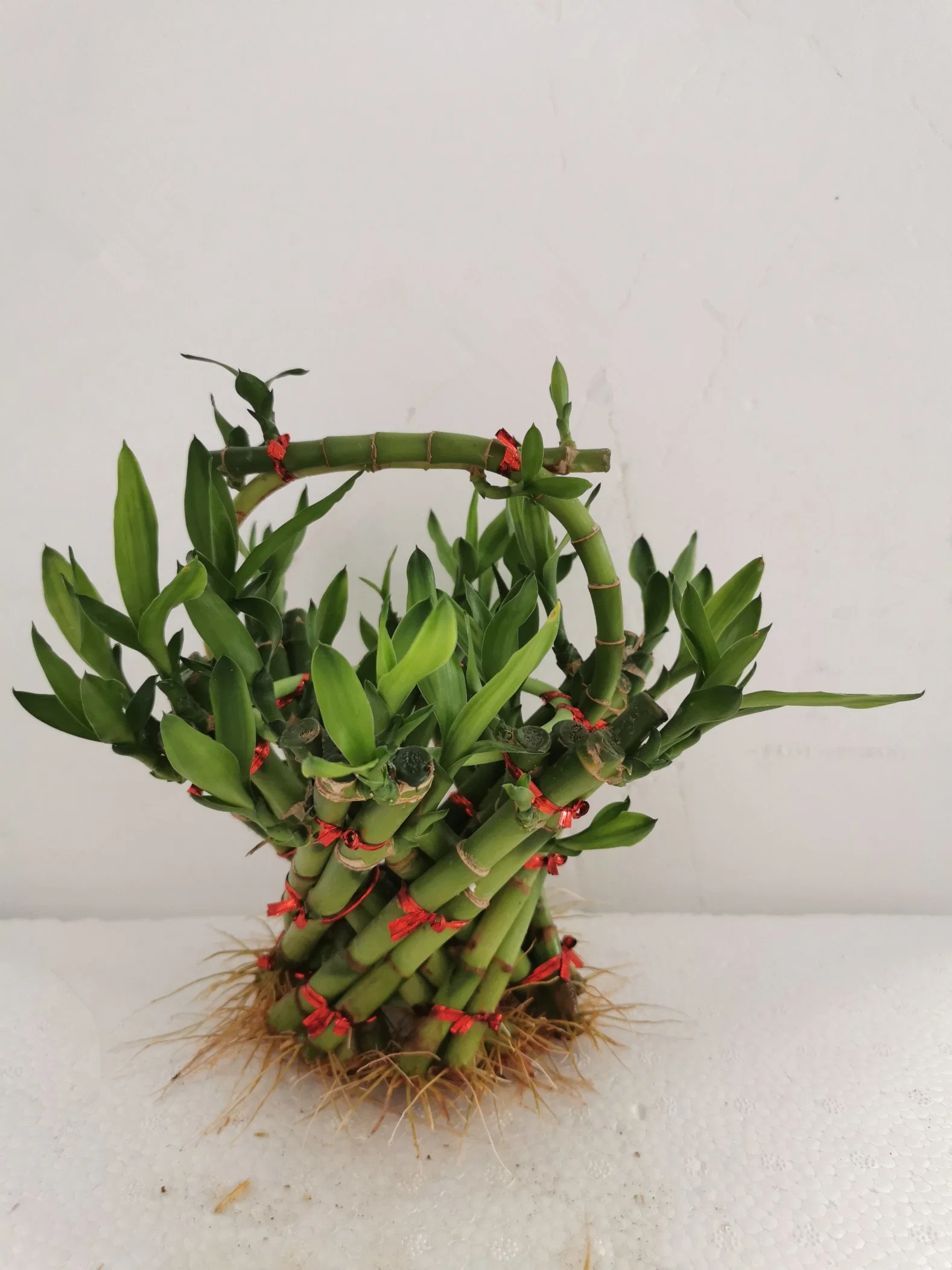 Folwer Basket Lucky Bamboo Plant Brided Bonsai Live Flowers Decoration Wholesale