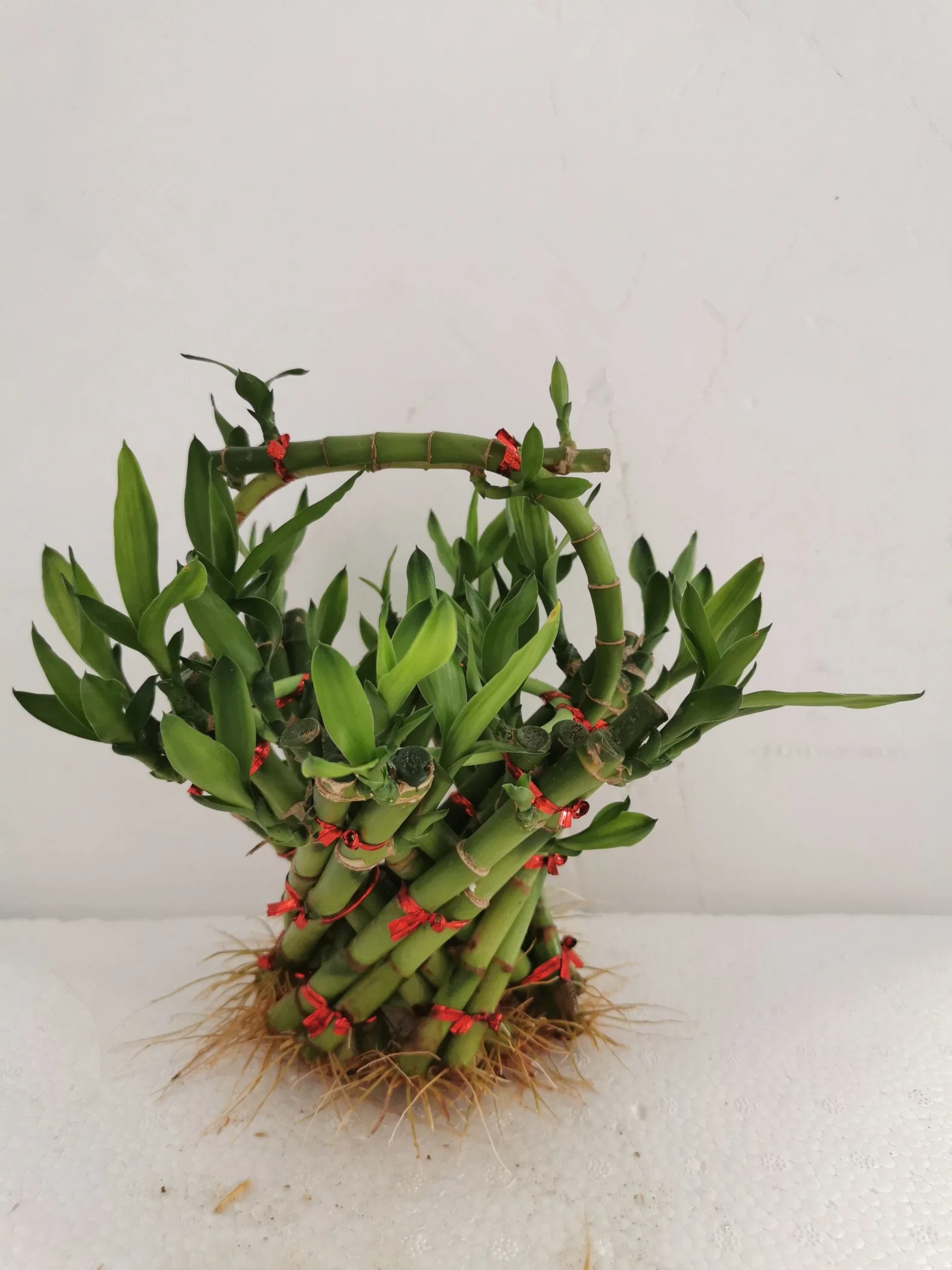 Folwer Korb Lucky Bamboo Pflanze Brided Bonsai Live Blumen Dekoration Großhandel