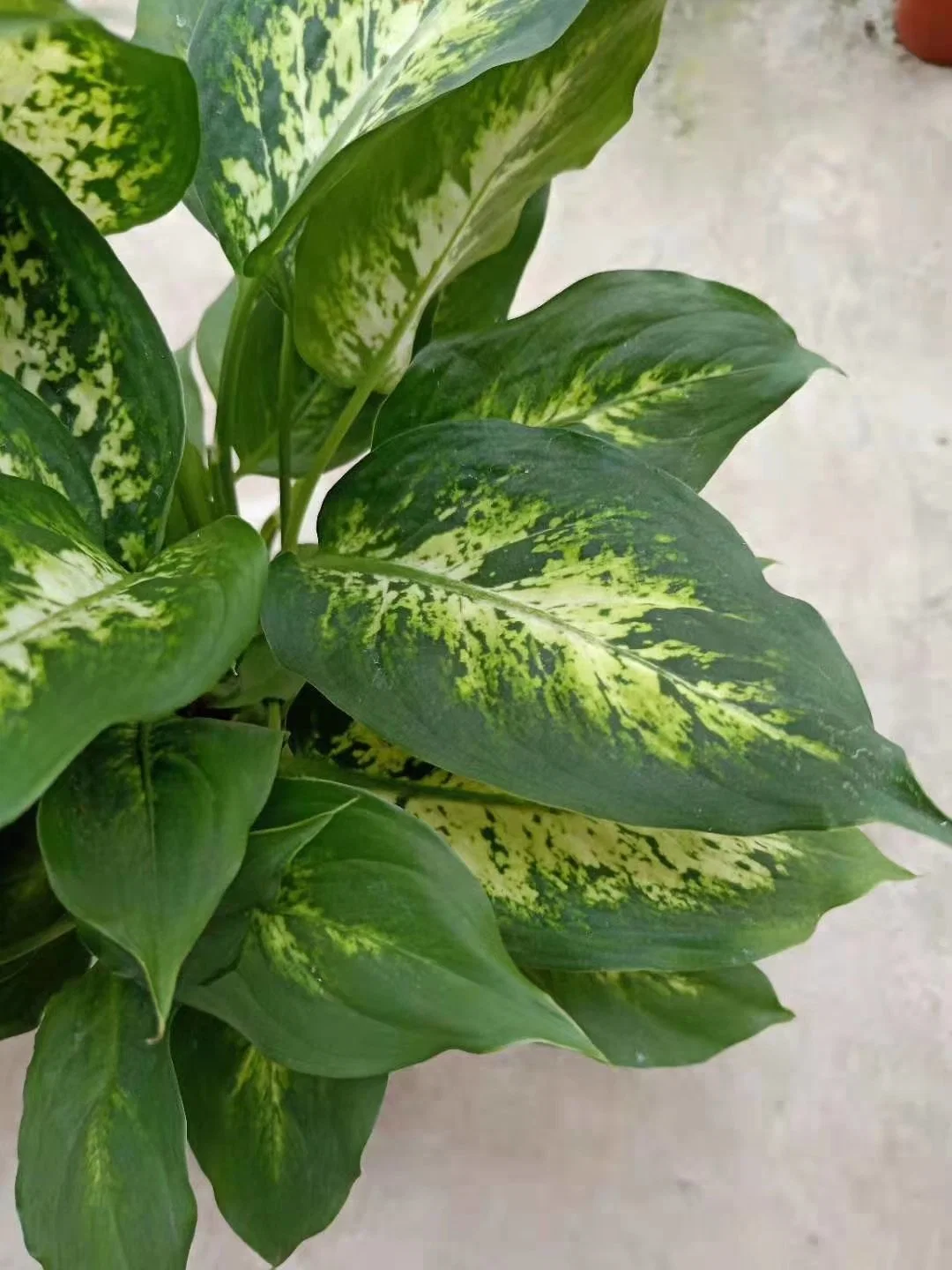 Banheira de venda plantas Real Dieffenbachia