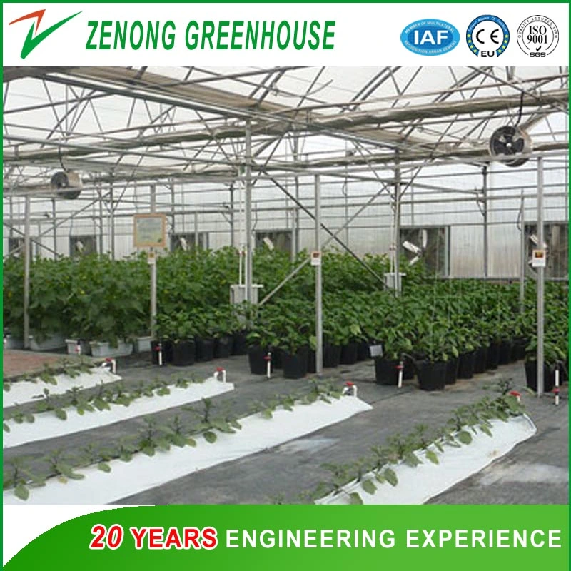 Easy Install Steel Structure Glass Greenhouse for Agriculture/Vegetable/Flower