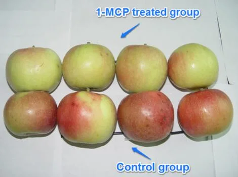 Nº CAS 3100-04-7 1-Methylcyclopropene 1-MCP Polvo blanco tableta en frutas y verduras frescas de Agente de mantenimiento