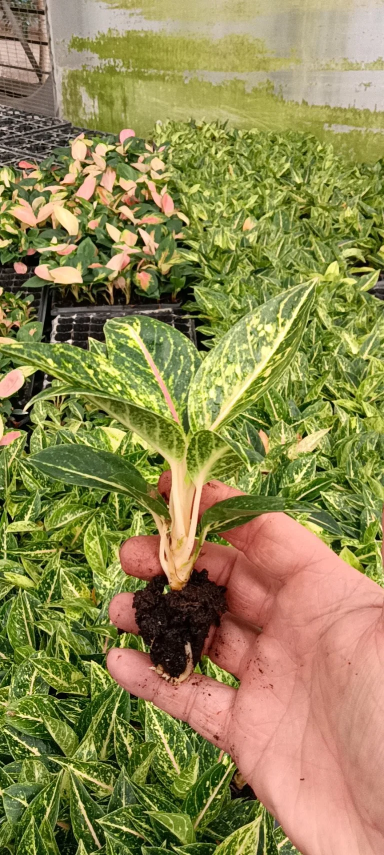 Plug Tray Bonsai Plant High quality/High cost performance  Natural Aglaonema Lemon Beauty