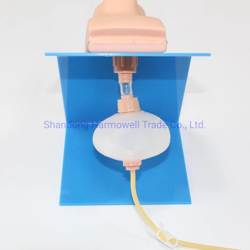 Advanced Wearable Male Urethral Catheterization Model