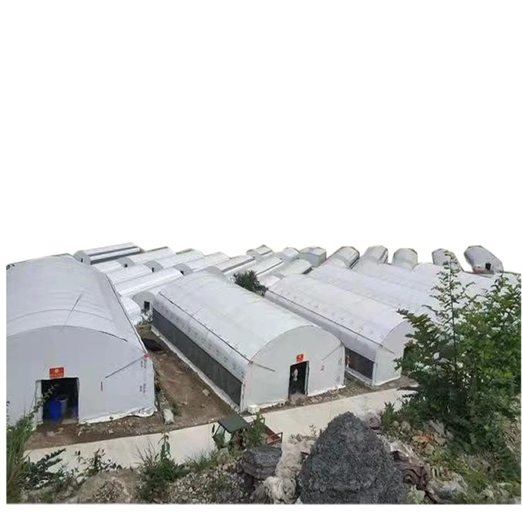 Agricultural Plastic Film Mushroom Planting Greenhouse