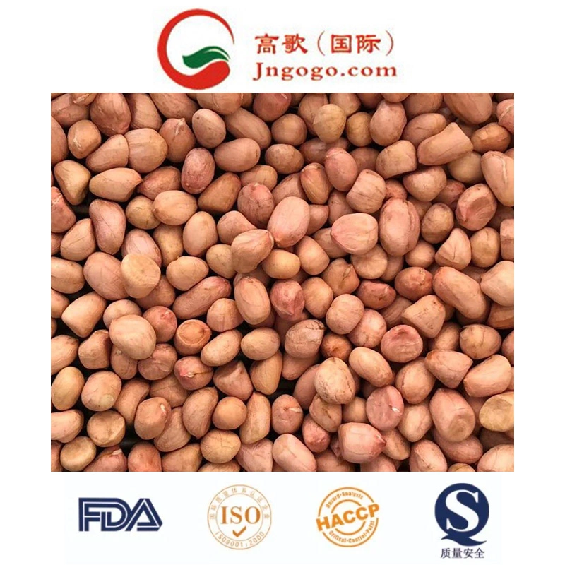 Export Good Quality Fresh Chinese Peanut Kernel
