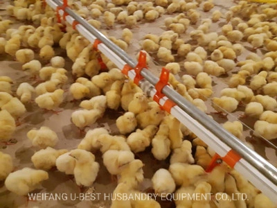 Light Steel Frame Chicken Poultry Farm for Sale in Malaysia