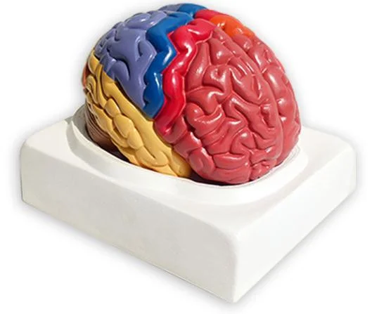 PVC 3D Región funcional anatómica Modelo cerebral pintado