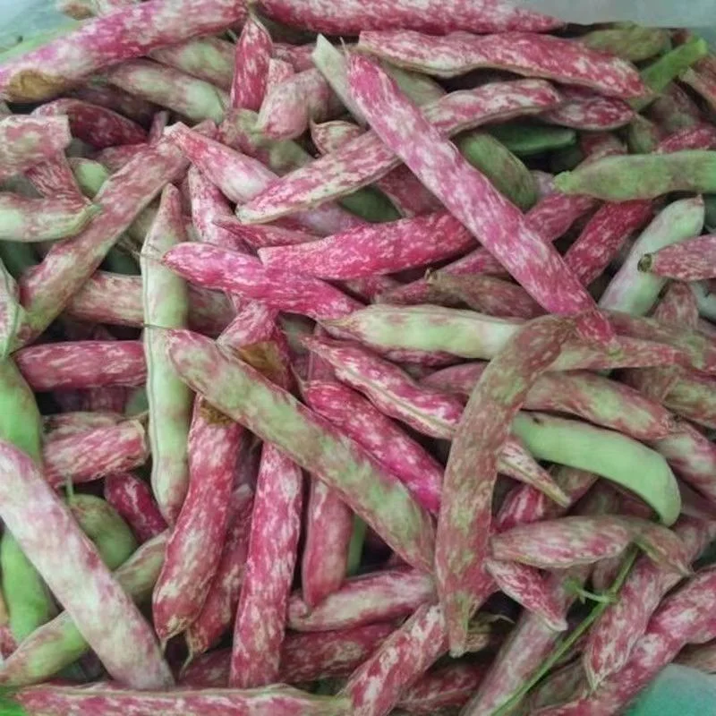 Top Quality New Crop Dark Red Kidney Bean