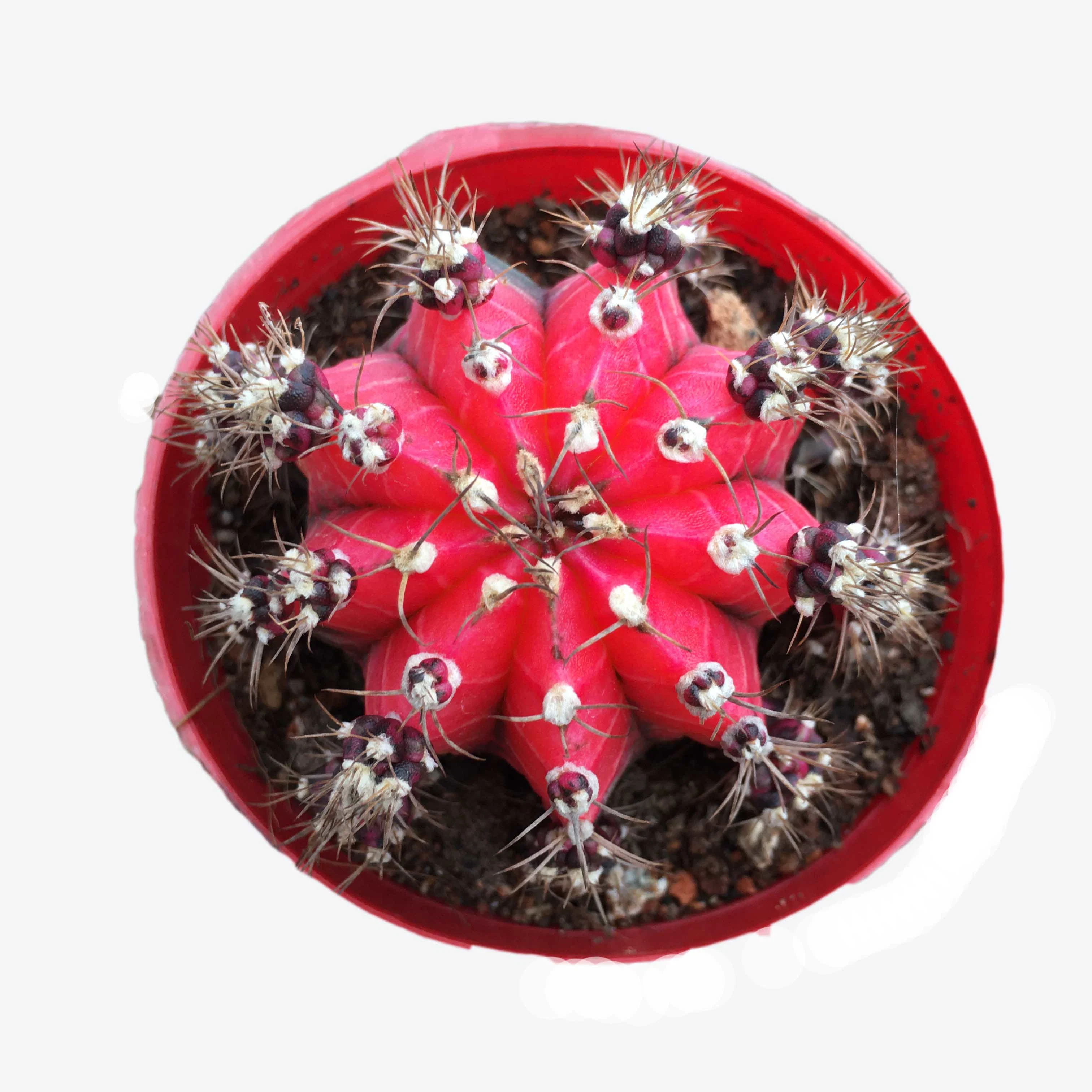 Gymnocalycium Anisitsii Variegata Glory Cactus Bonsai