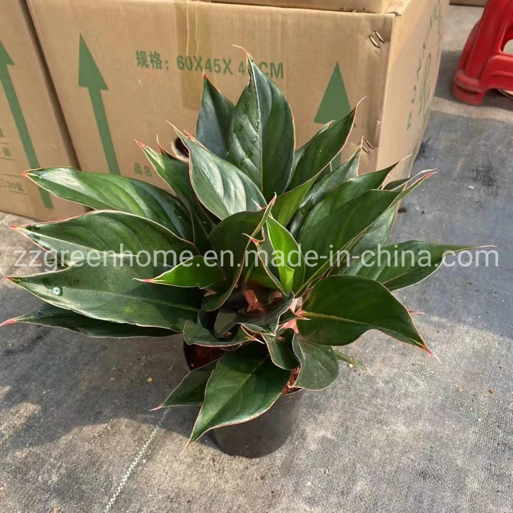 Aglaonema Sapphire Evergreen Natural Plants