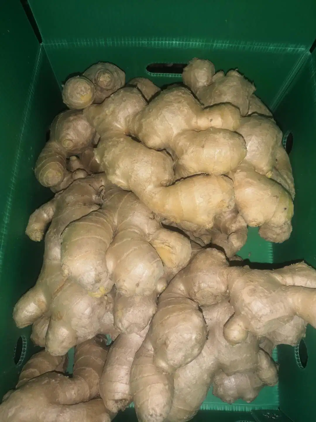 Chinese Ginger Sold Directly From The Factory