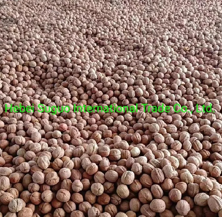2022 New Crop Excellent Quality Dried Xinjiang 185 Walnut Inshell
