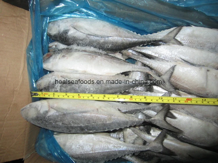 Frozen Hard Tail Scad /Horse Mackerel Fish