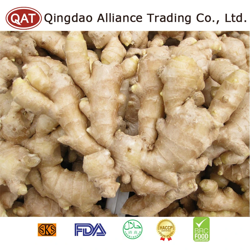 Top Quality Frozen Peeled Ginger with Good Price